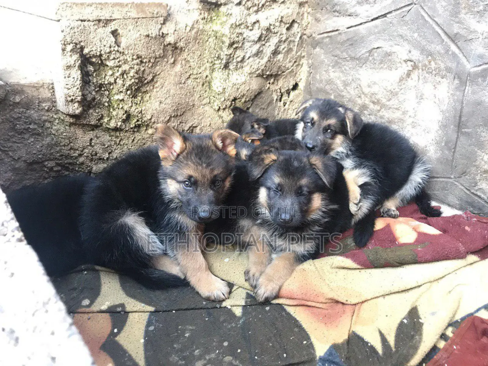 1-3 months Male Purebred German Shepherd