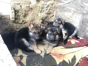 1-3 months Male Purebred German Shepherd