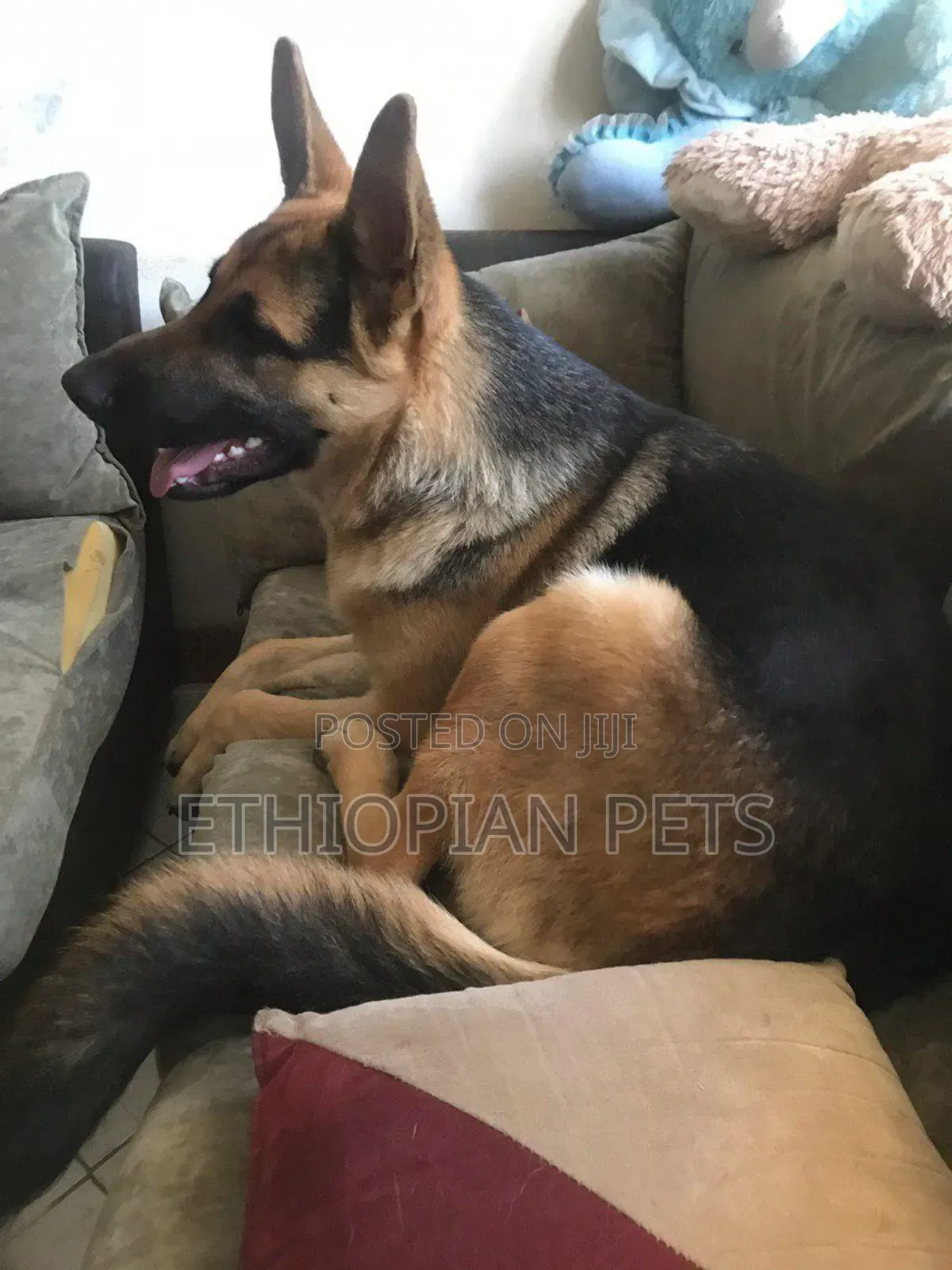 1-3 months Male Purebred German Shepherd