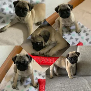 1-3 months Female Purebred Pug