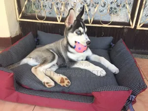 3-6 months Male Purebred Siberian Husky
