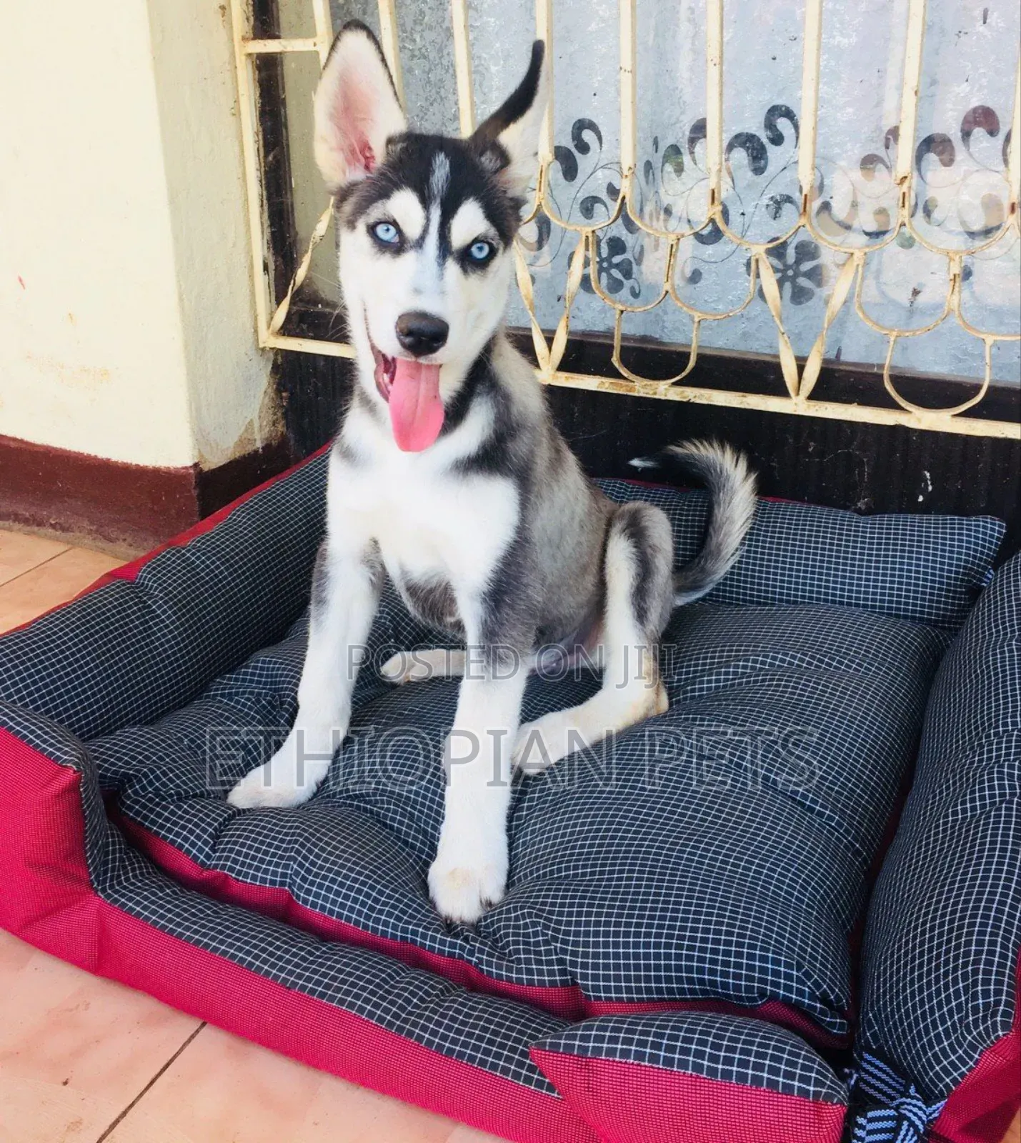 3-6 months Male Purebred Siberian Husky