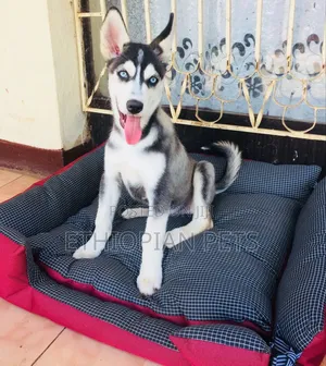 3-6 months Male Purebred Siberian Husky