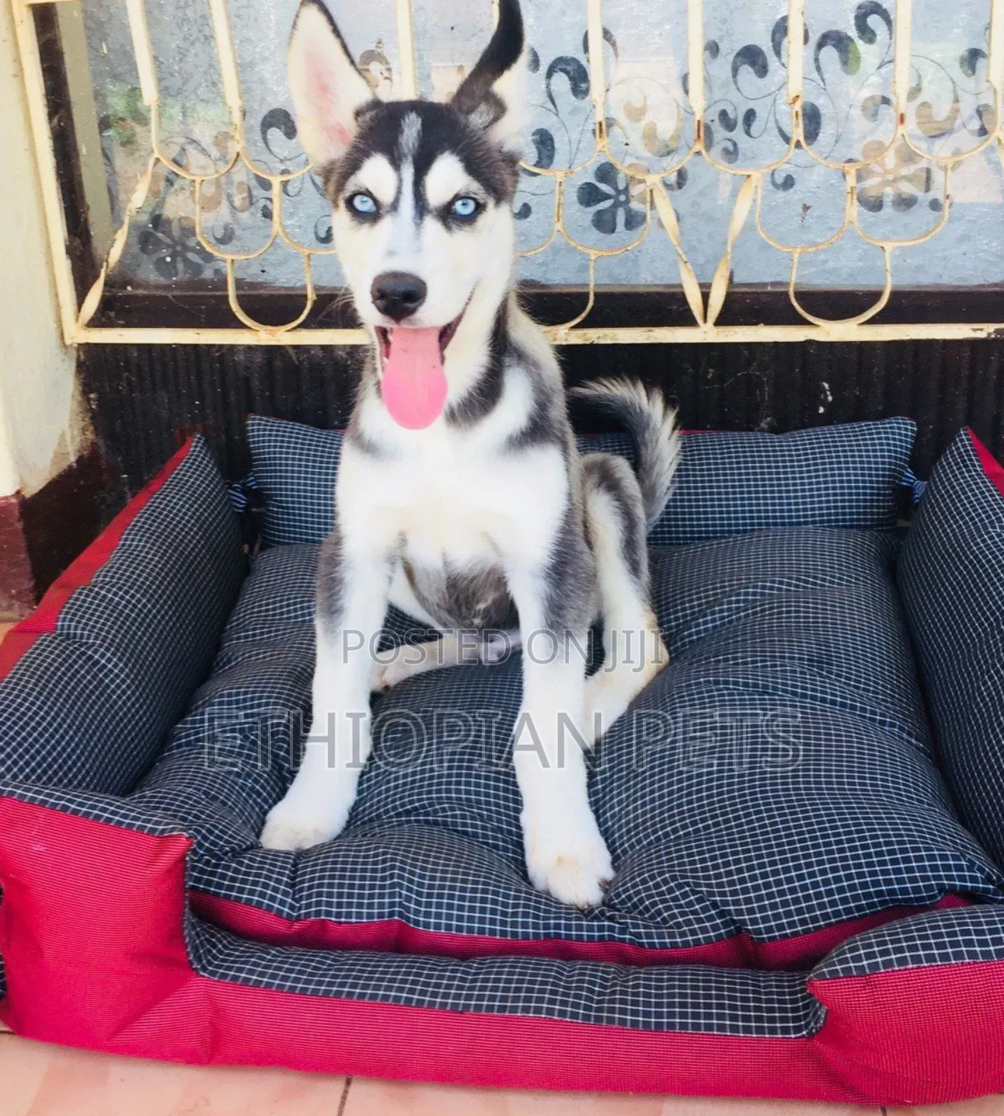 3-6 months Male Purebred Siberian Husky