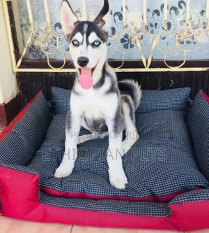 3-6 months Male Purebred Siberian Husky