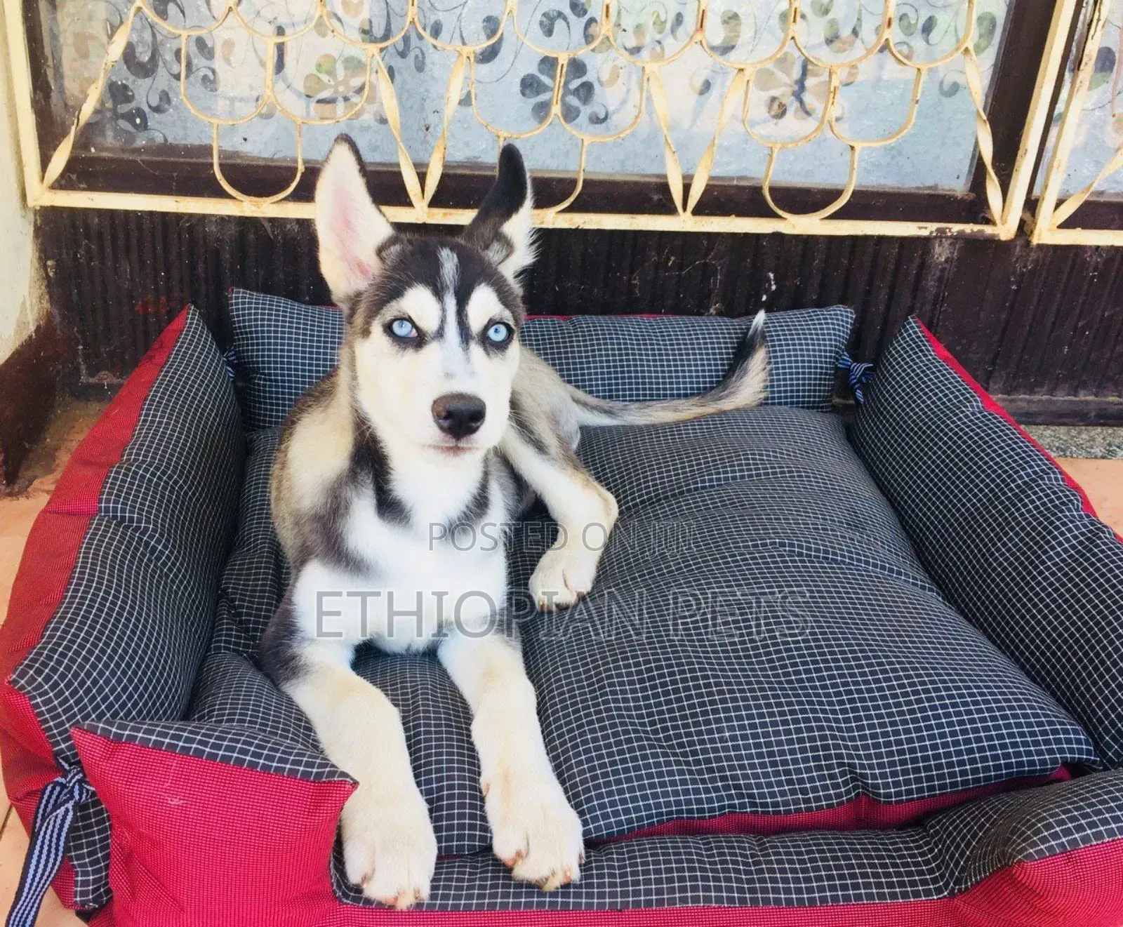 3-6 months Male Purebred Siberian Husky