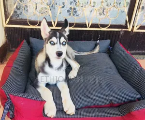 3-6 months Male Purebred Siberian Husky