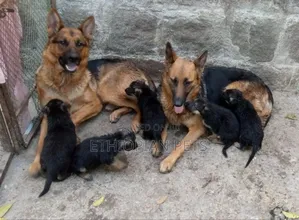 1-3 months Male Purebred German Shepherd