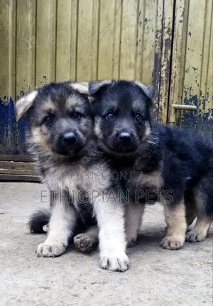 1-3 months Male Purebred German Shepherd