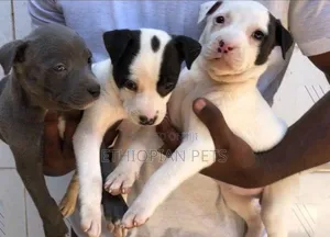 1-3 months Male Purebred American Pit Bull Terrier