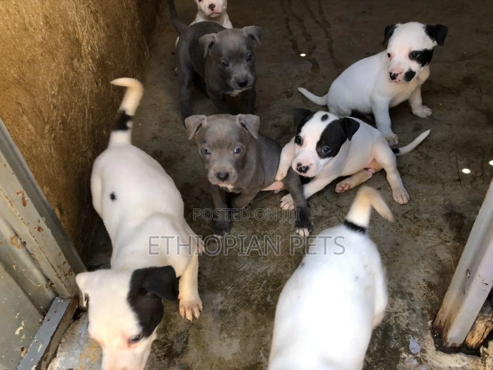 1-3 months Male Purebred American Pit Bull Terrier