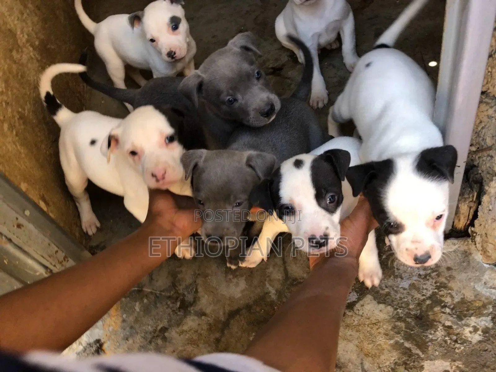 1-3 months Female Purebred American Pit Bull Terrier