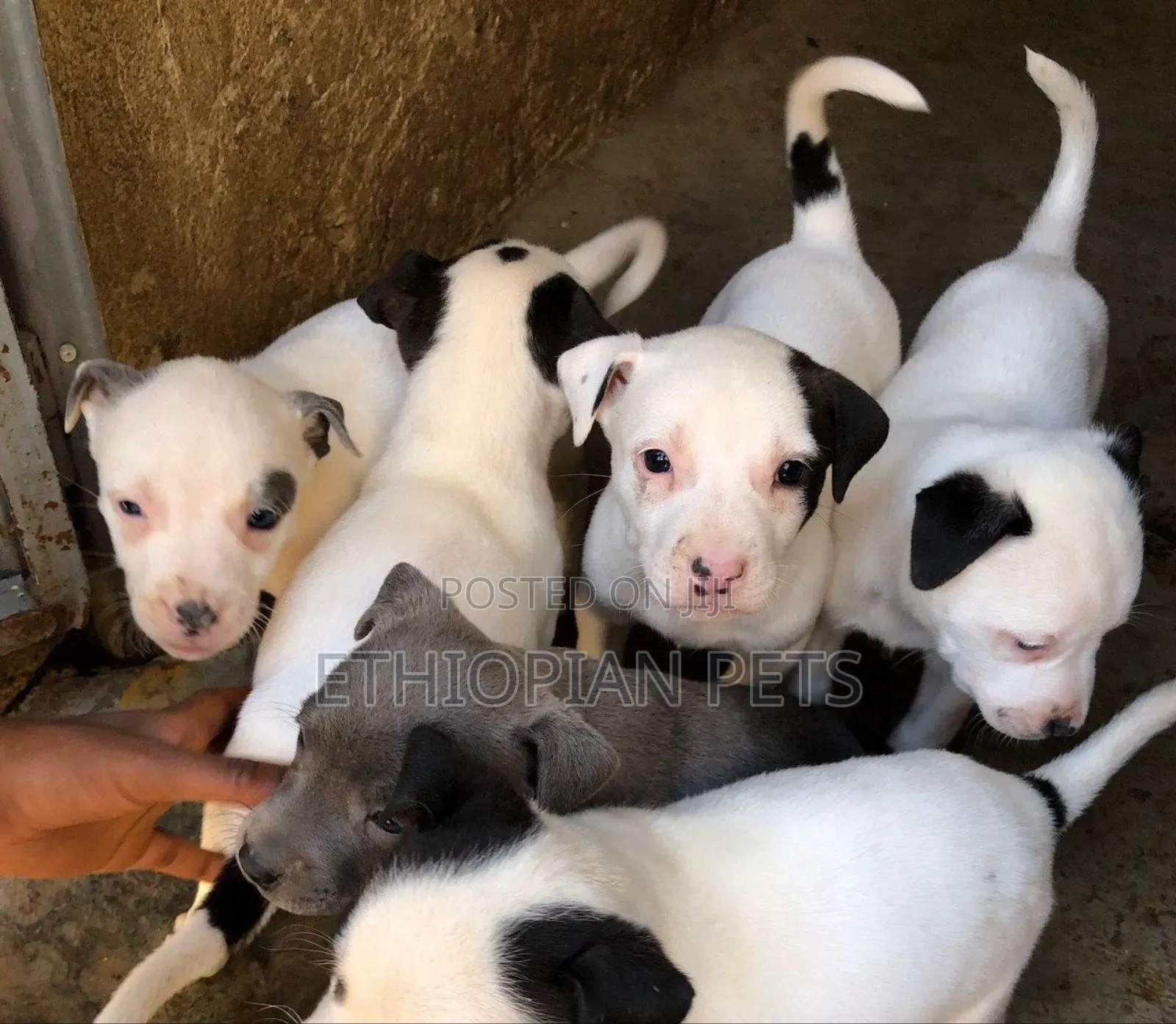 1-3 months Female Purebred American Pit Bull Terrier