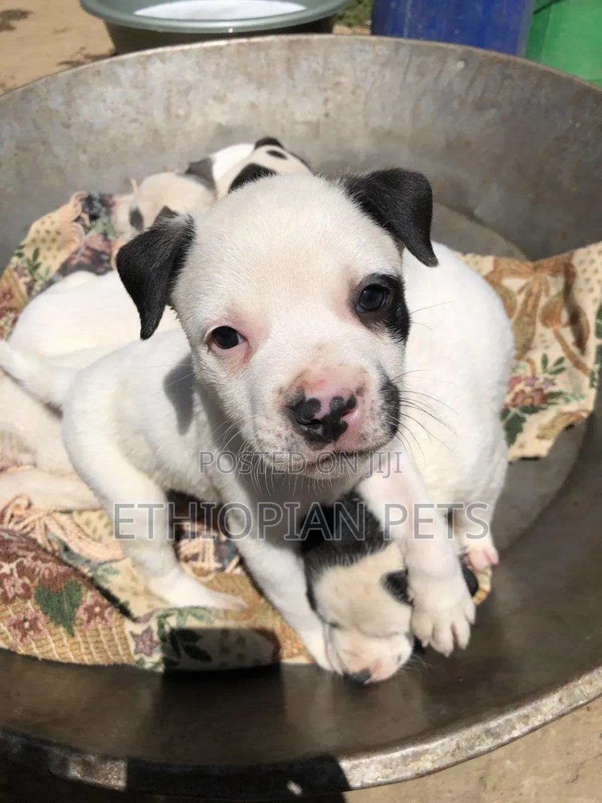 1-3 months Female Purebred American Pit Bull Terrier