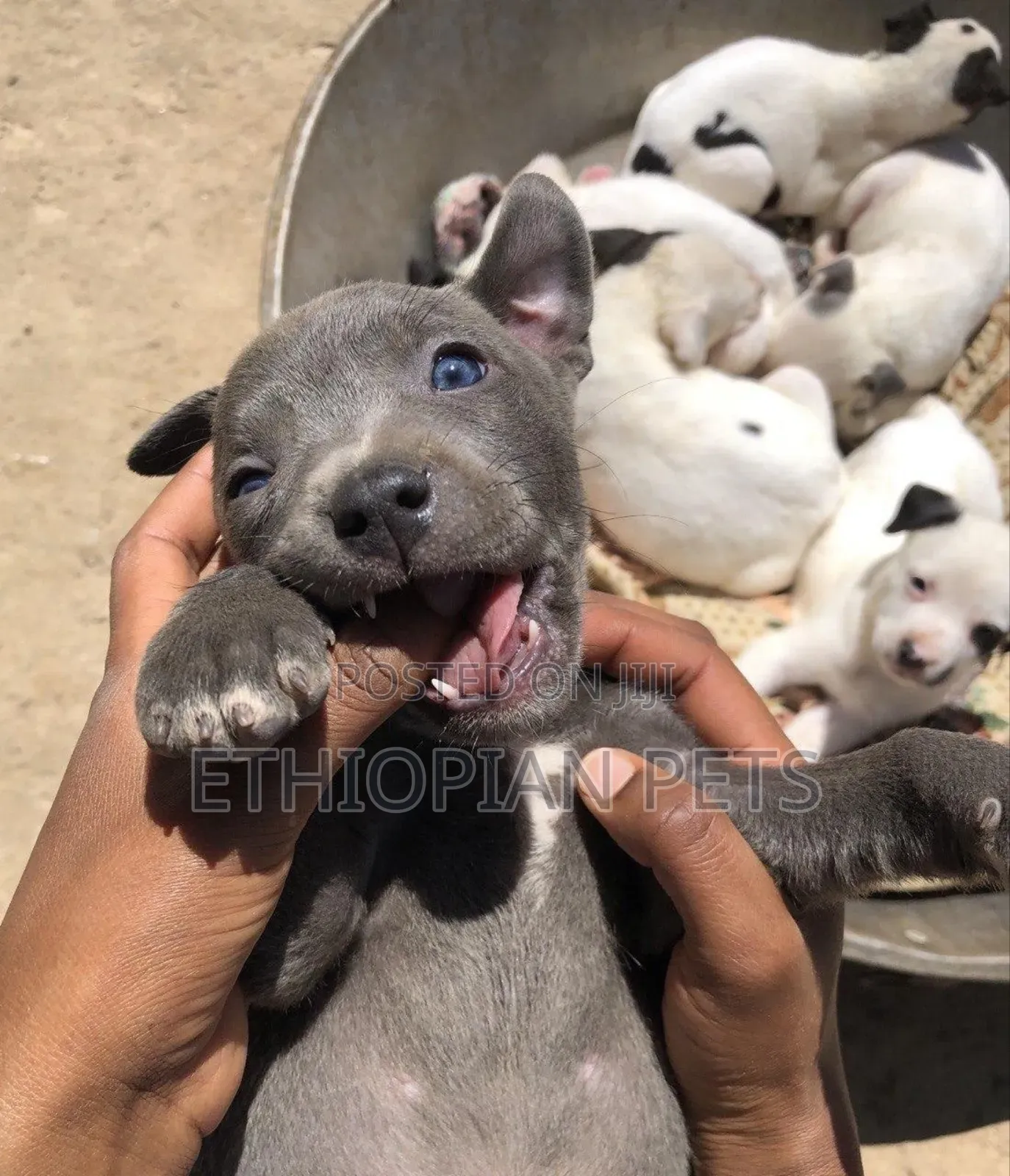 1-3 months Female Purebred American Pit Bull Terrier