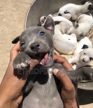 1-3 months Female Purebred American Pit Bull Terrier