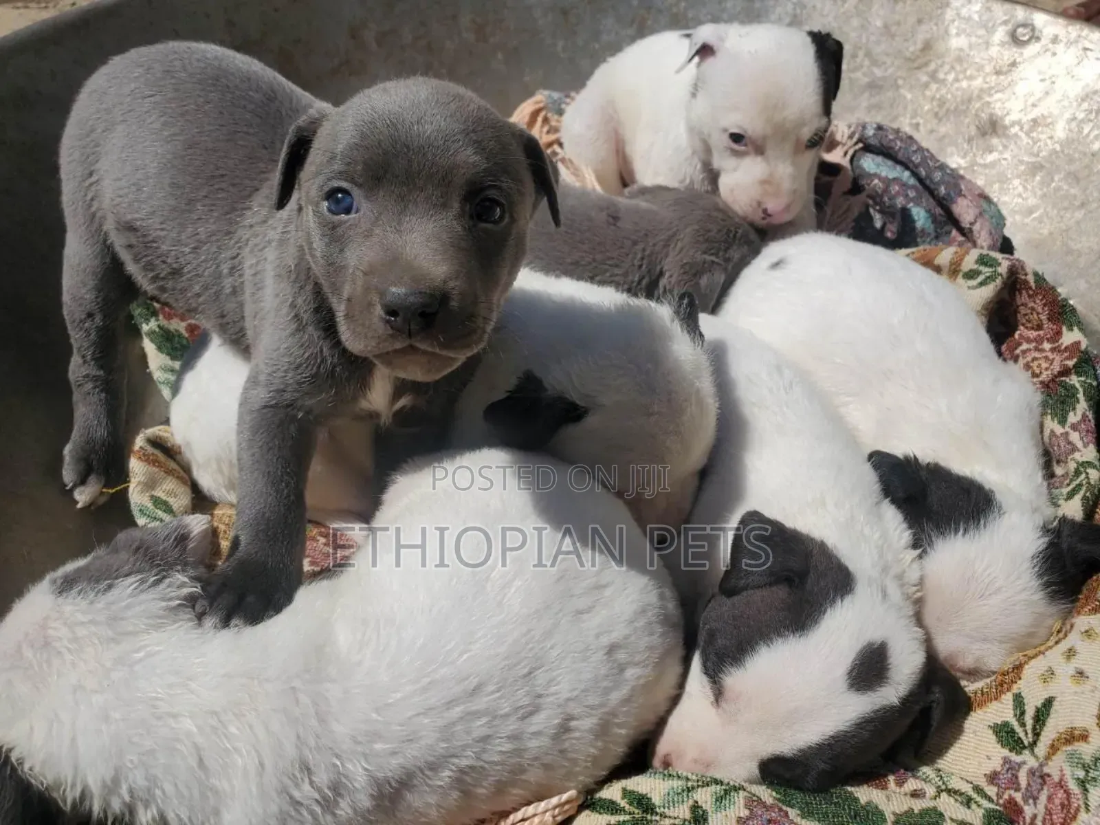 1-3 months Female Purebred American Pit Bull Terrier