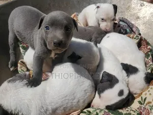 1-3 months Female Purebred American Pit Bull Terrier
