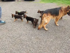 1-3 months Male Purebred German Shepherd