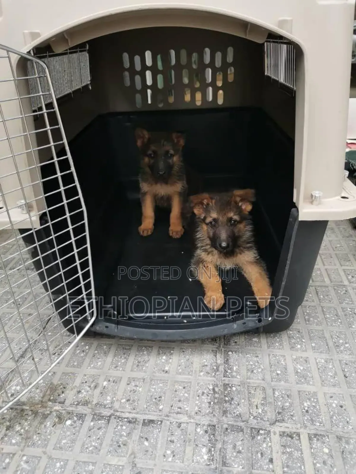 1-3 months Male Purebred German Shepherd
