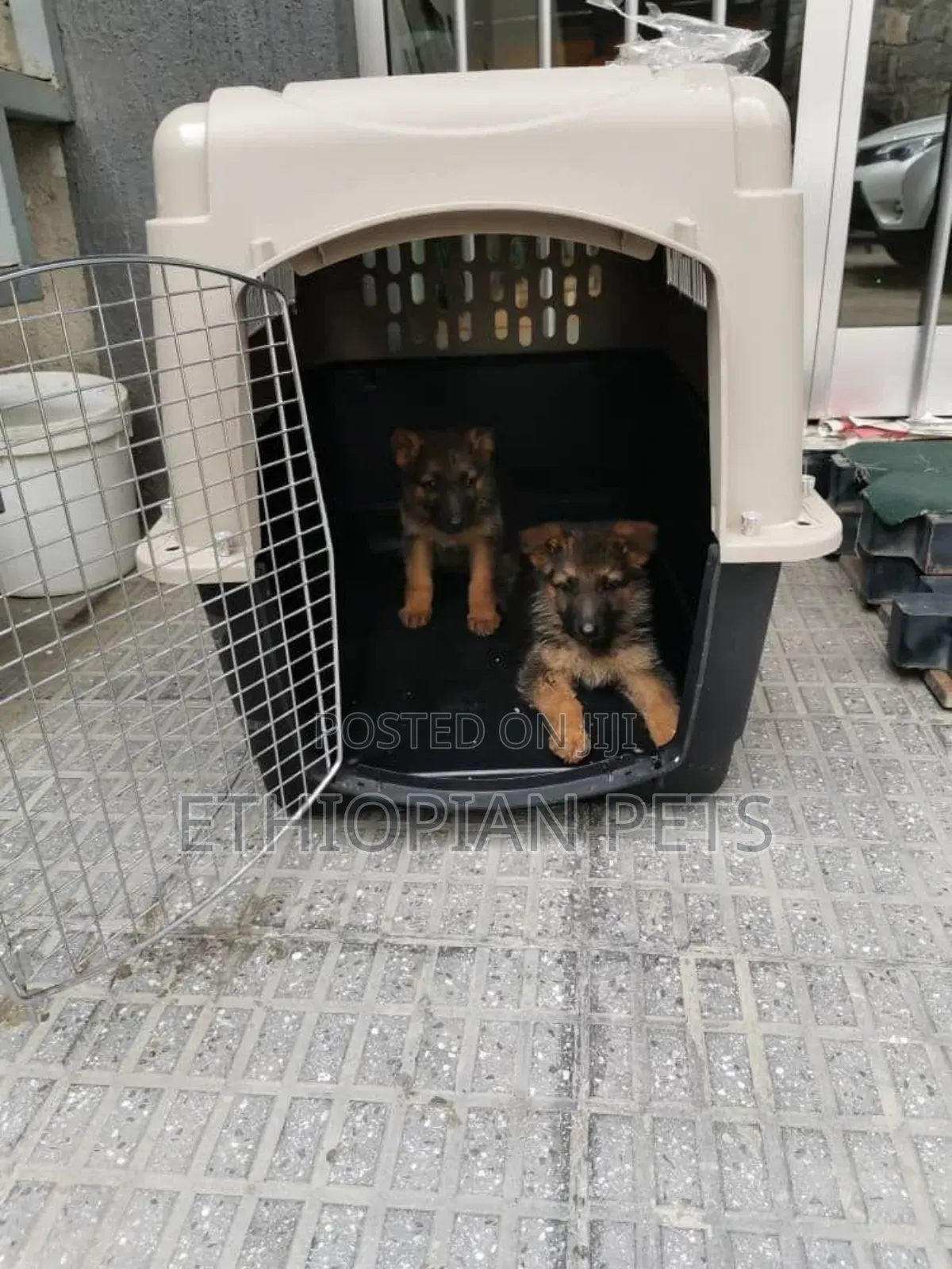 1-3 months Male Purebred German Shepherd