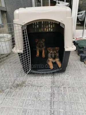 1-3 months Male Purebred German Shepherd