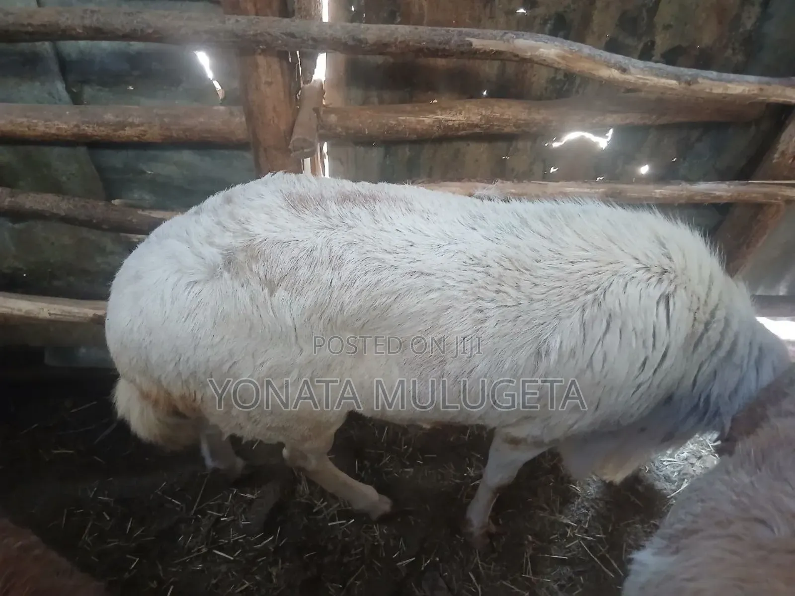 Sheep for Sale