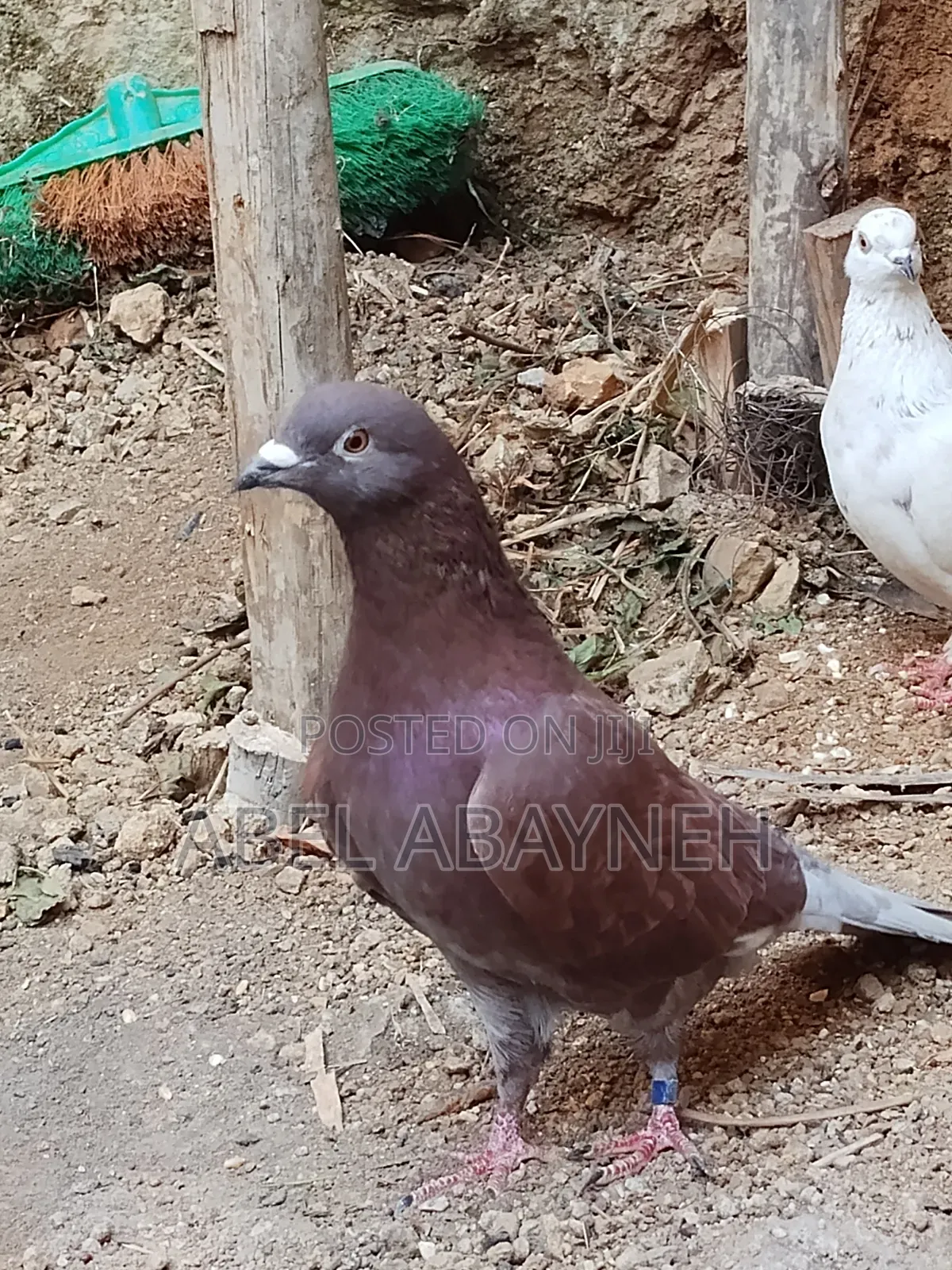Homer Racing Pigeon