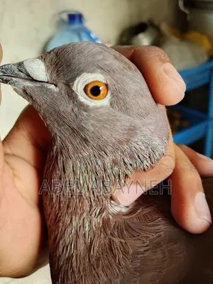 Homer Racing Pigeon