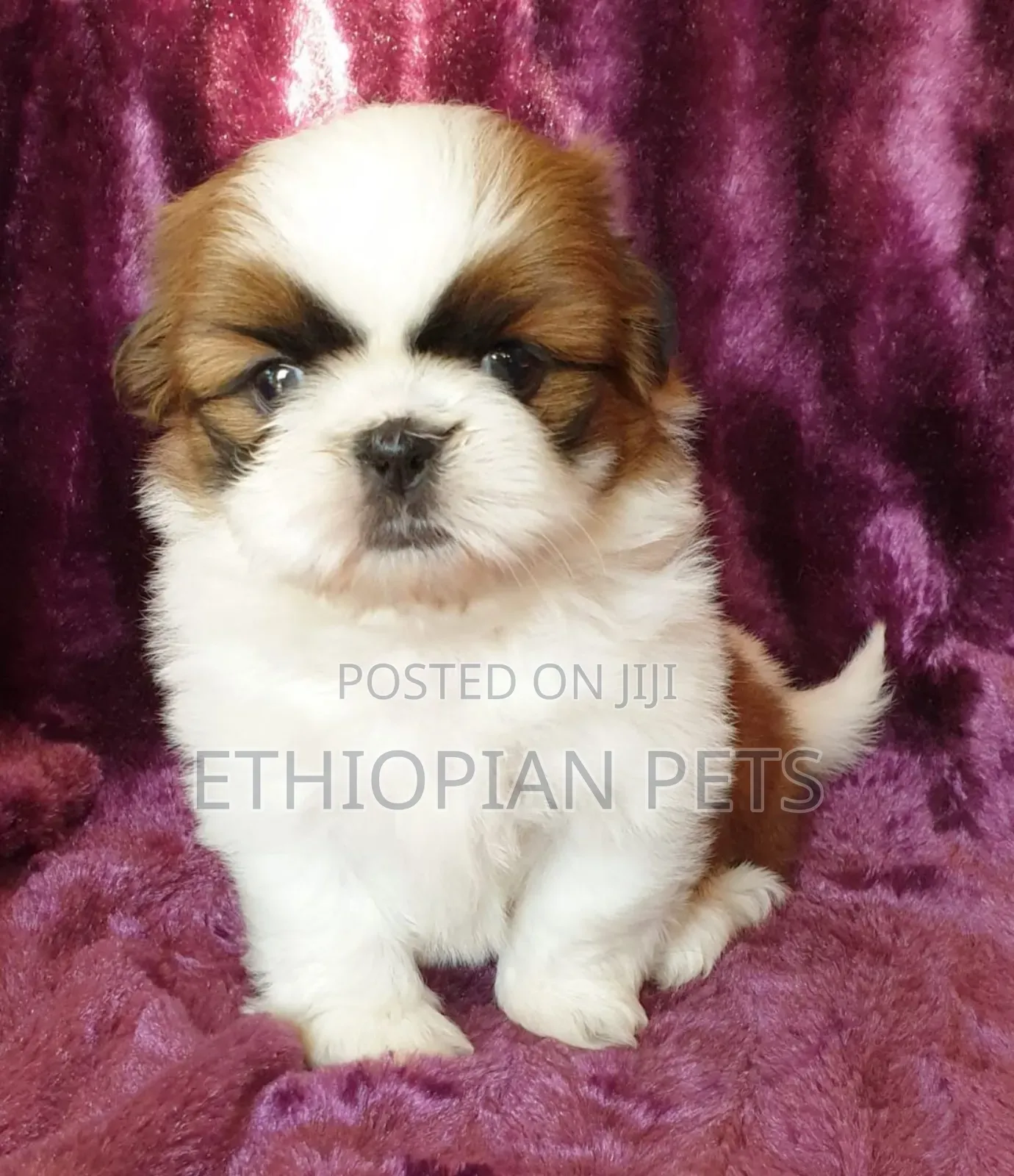 1-3 months Male Purebred Shih Tzu