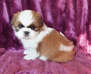 1-3 months Male Purebred Shih Tzu