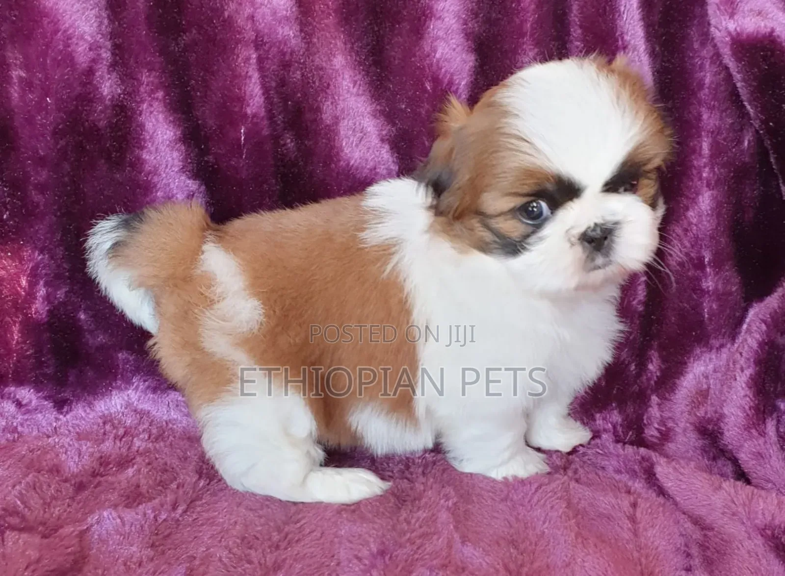 1-3 months Female Purebred Shih Tzu