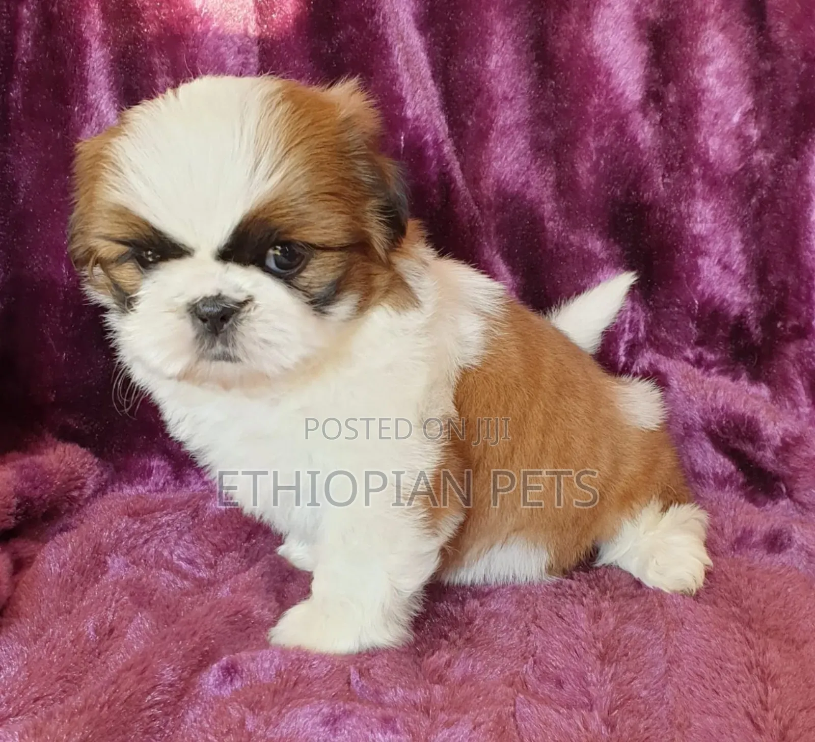 1-3 months Female Purebred Shih Tzu