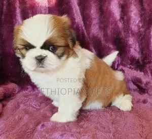 1-3 months Female Purebred Shih Tzu
