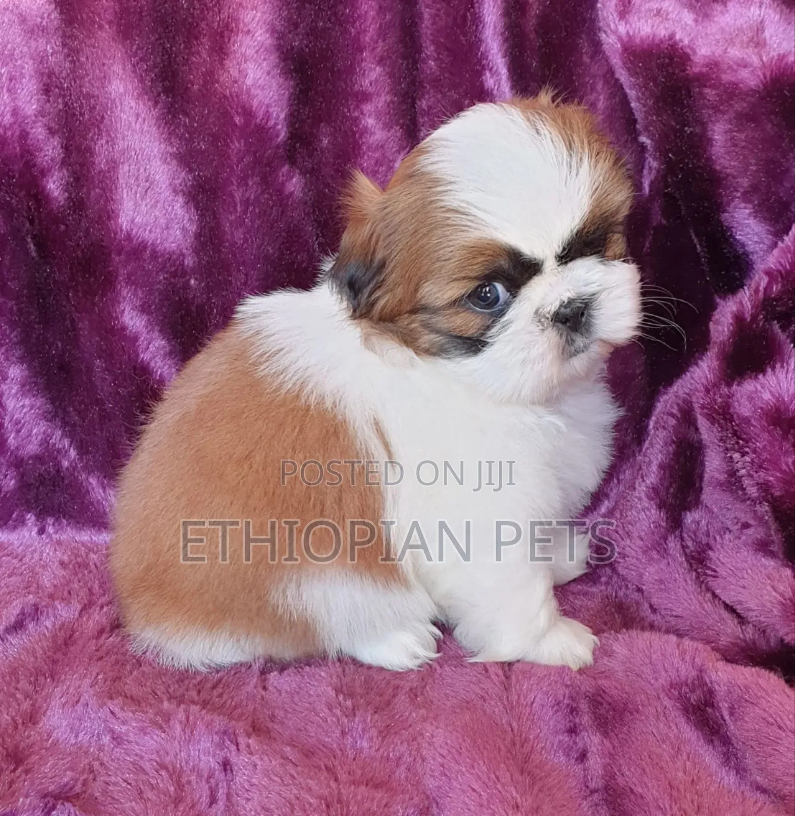 1-3 months Female Purebred Shih Tzu
