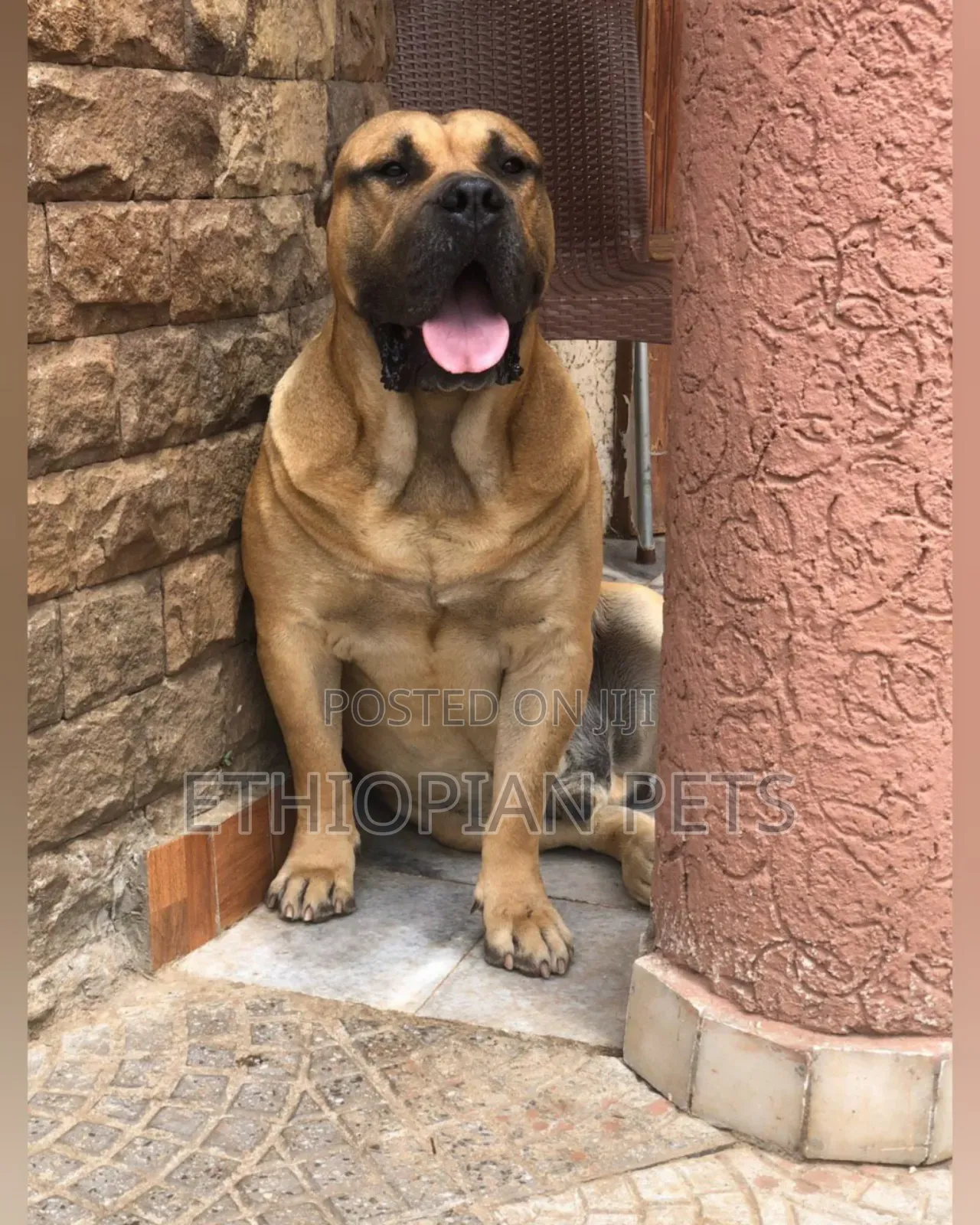 1-3 months Male Purebred Presa Canario