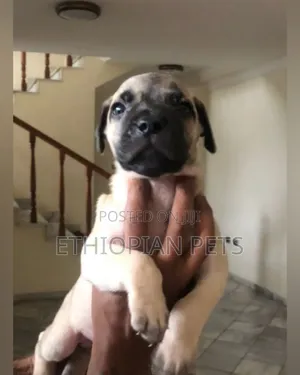 1-3 months Male Purebred Presa Canario