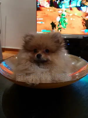 1-3 months Male Purebred Pomeranian