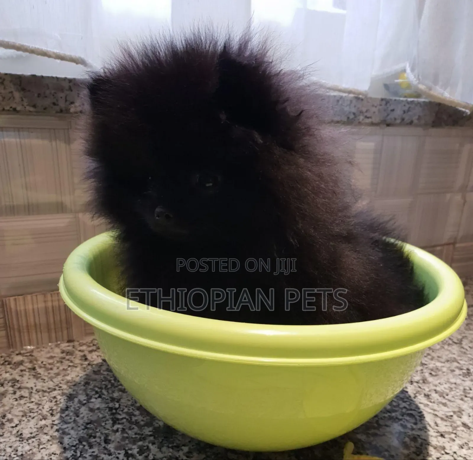 1-3 months Male Purebred Pomeranian