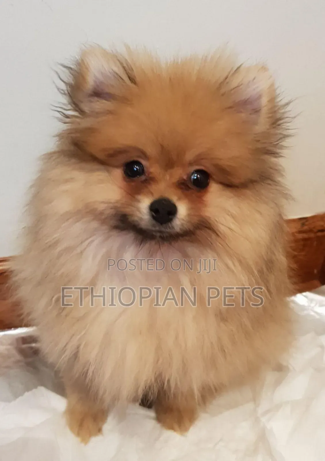 1-3 months Male Purebred Pomeranian