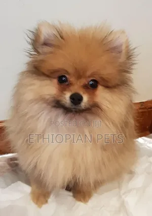 1-3 months Male Purebred Pomeranian