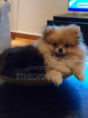 1-3 months Male Purebred Pomeranian