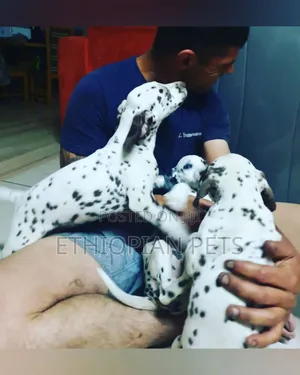 1-3 months Male Purebred Dalmatian