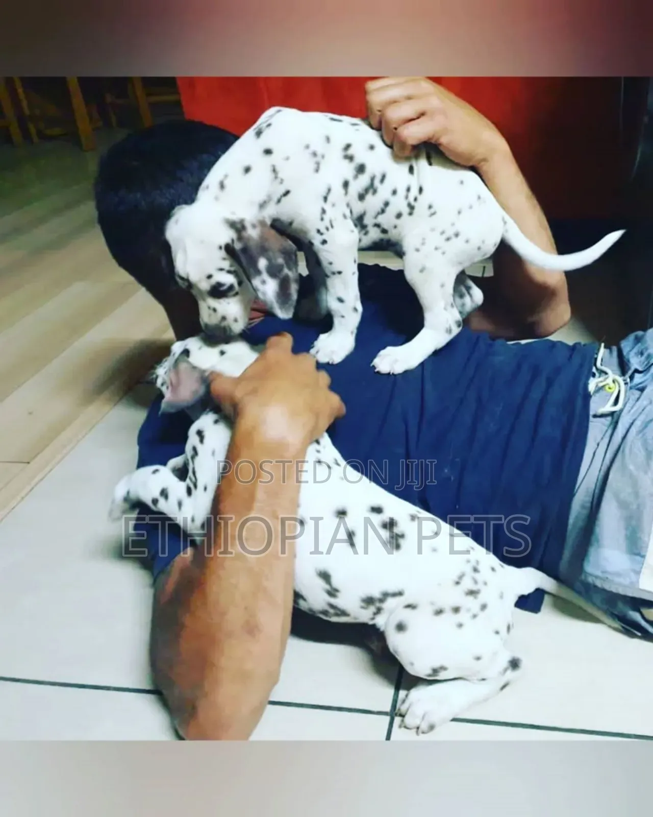 1-3 months Male Purebred Dalmatian