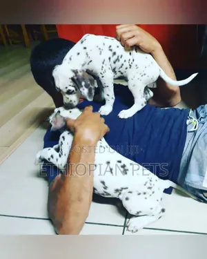 1-3 months Male Purebred Dalmatian
