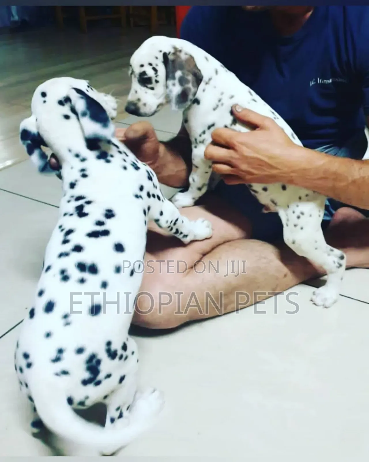 1-3 months Male Purebred Dalmatian