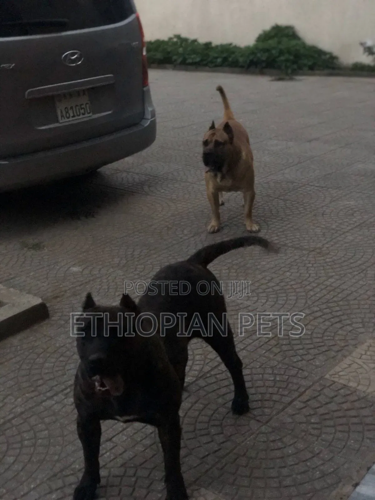 1-3 months Male Purebred Presa Canario