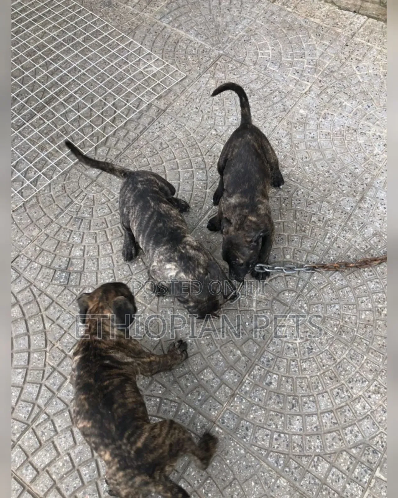 1-3 months Male Purebred Presa Canario