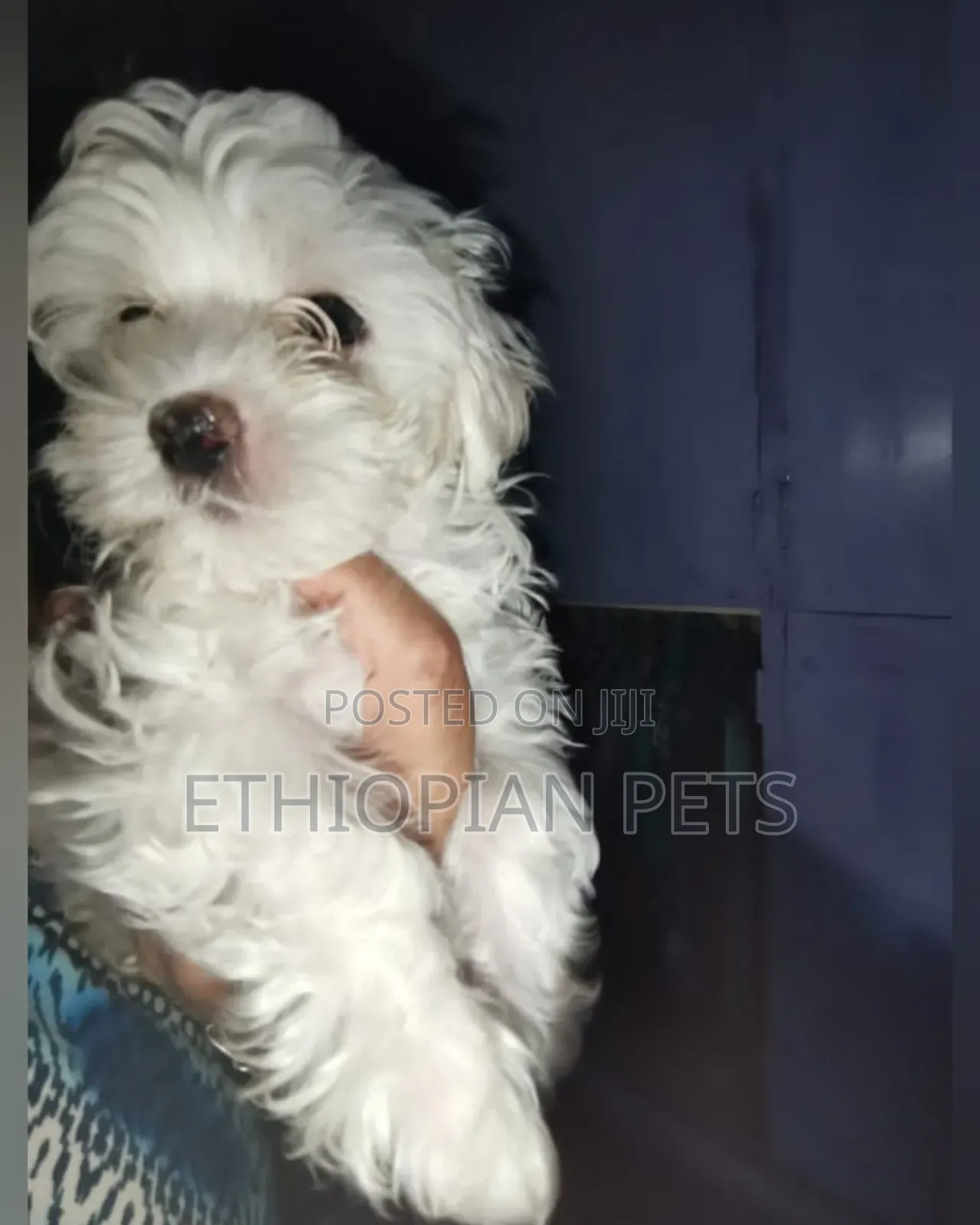 1-3 months Male Purebred Maltese