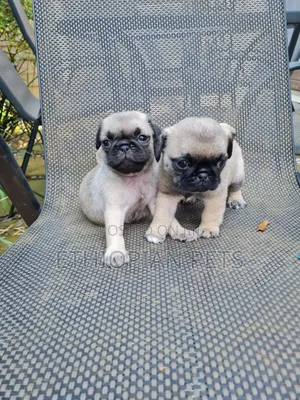1-3 months Male Purebred Pug